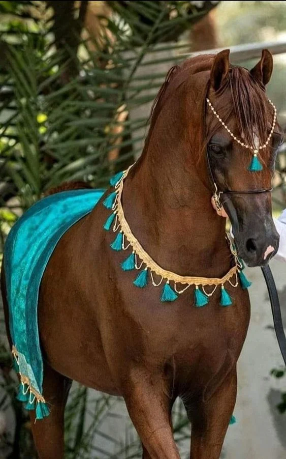 خلفيات خيول عربية اصيلة